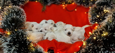 De Whities West - West Highland White Terrier - Portée née le 10/12/2023