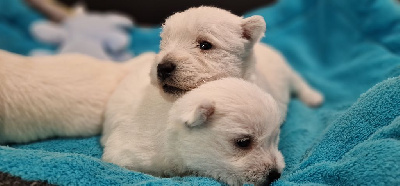De Whities West - West Highland White Terrier - Portée née le 15/10/2023